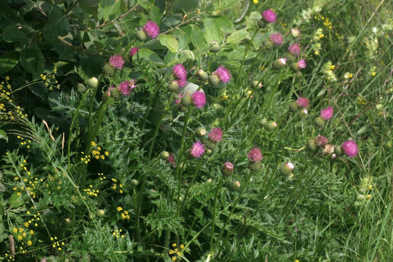 Cirsium tuberosum / Cardo tuberoso